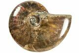Red Flash Ammonite Fossil - Madagascar #187292-1